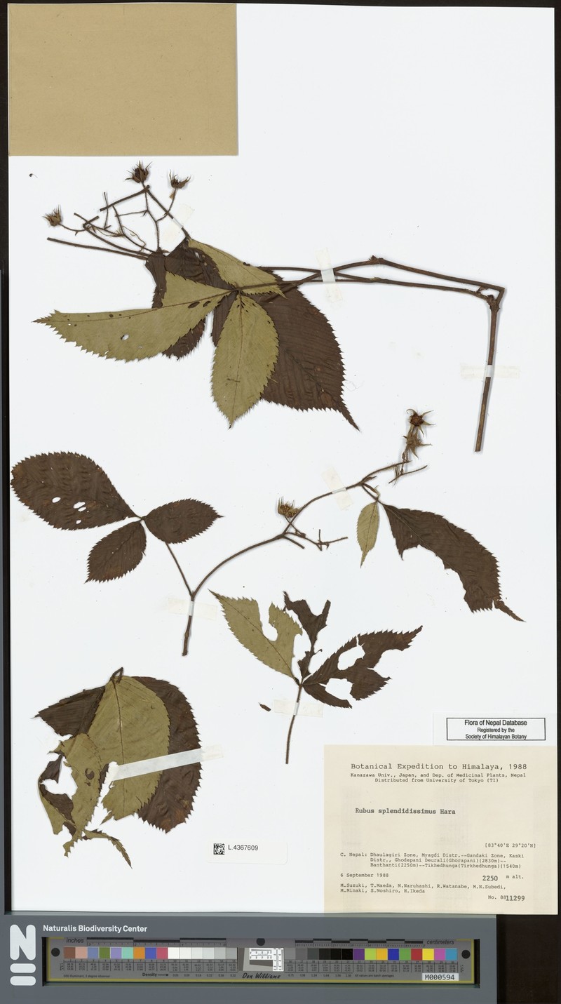 Rubus splendidissimus photo 4
