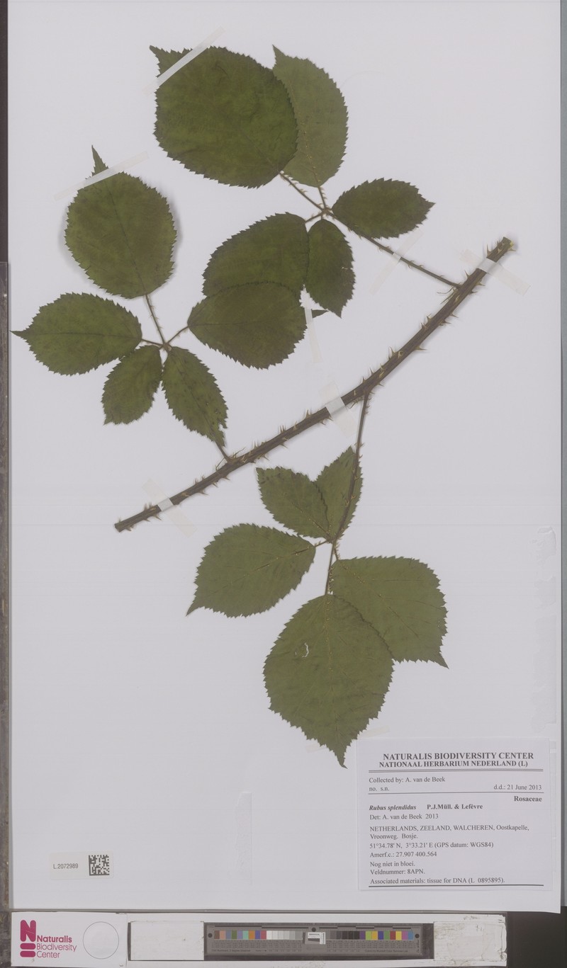Rubus splendidus