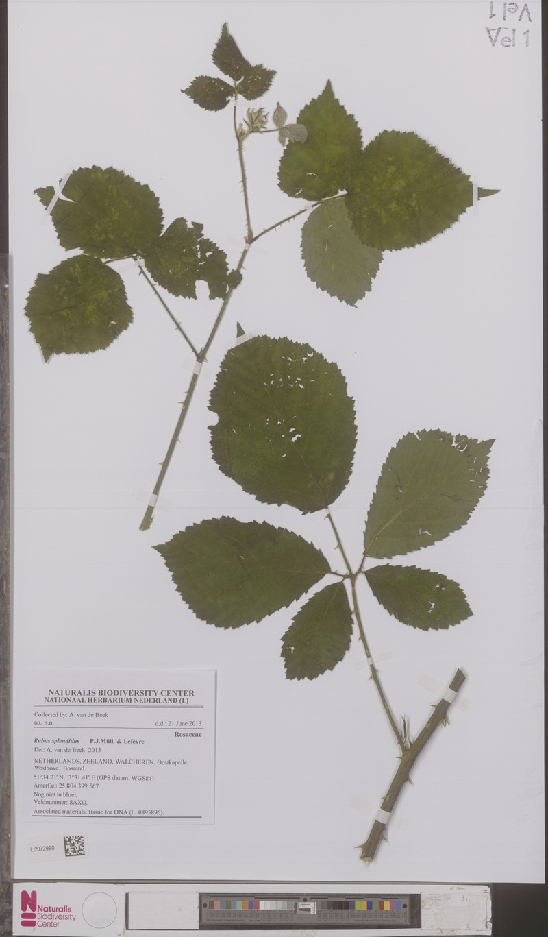 Rubus splendidus photo 2