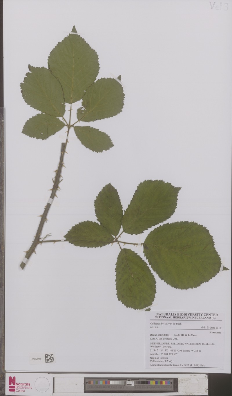 Rubus splendidus photo 3