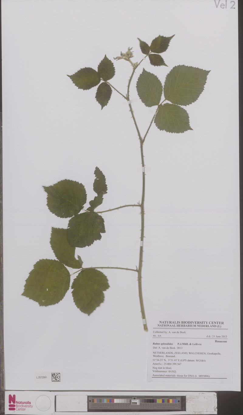 Rubus splendidus photo 4