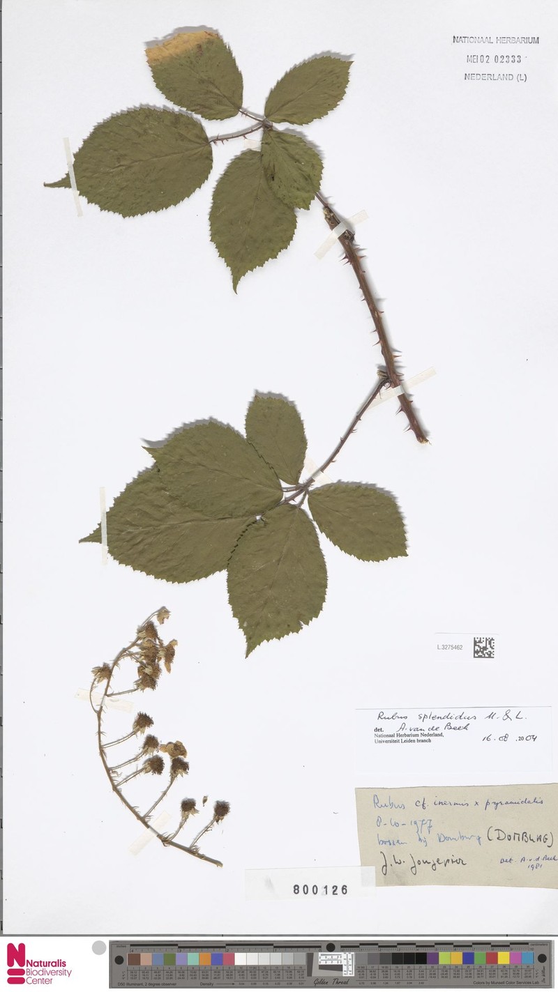 Rubus splendidus photo 5