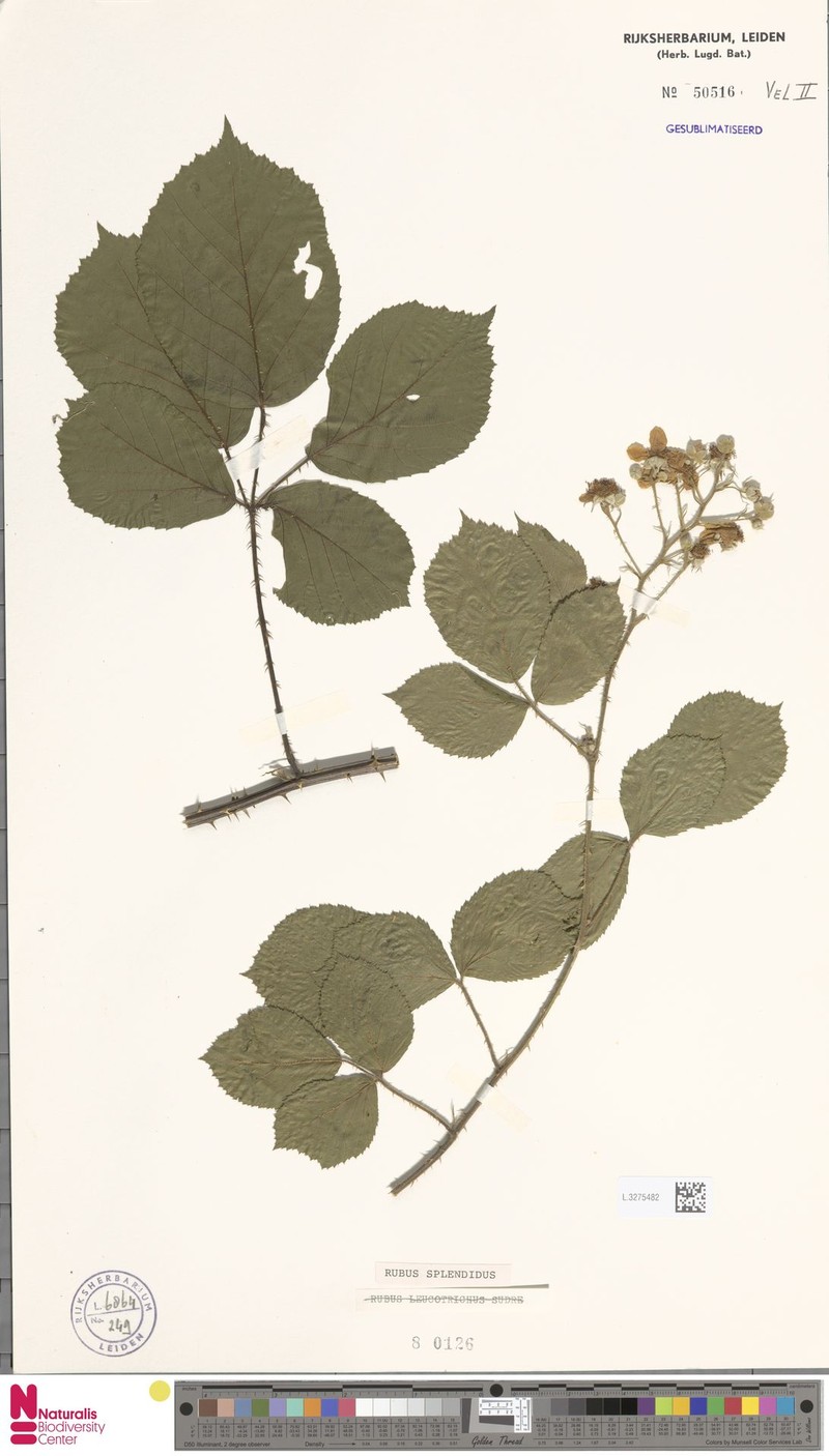 Rubus splendidus photo 6