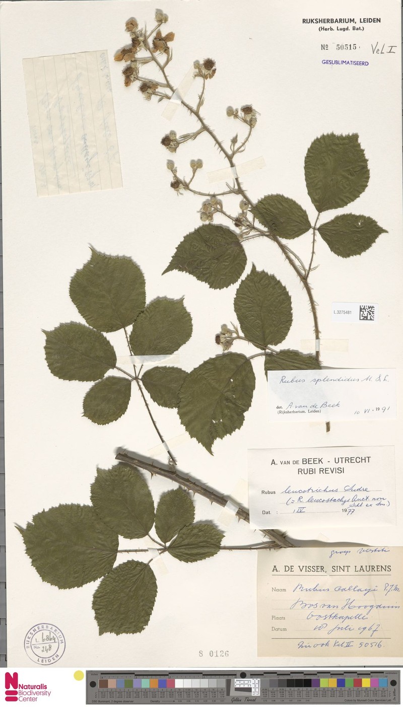 Rubus splendidus photo 7