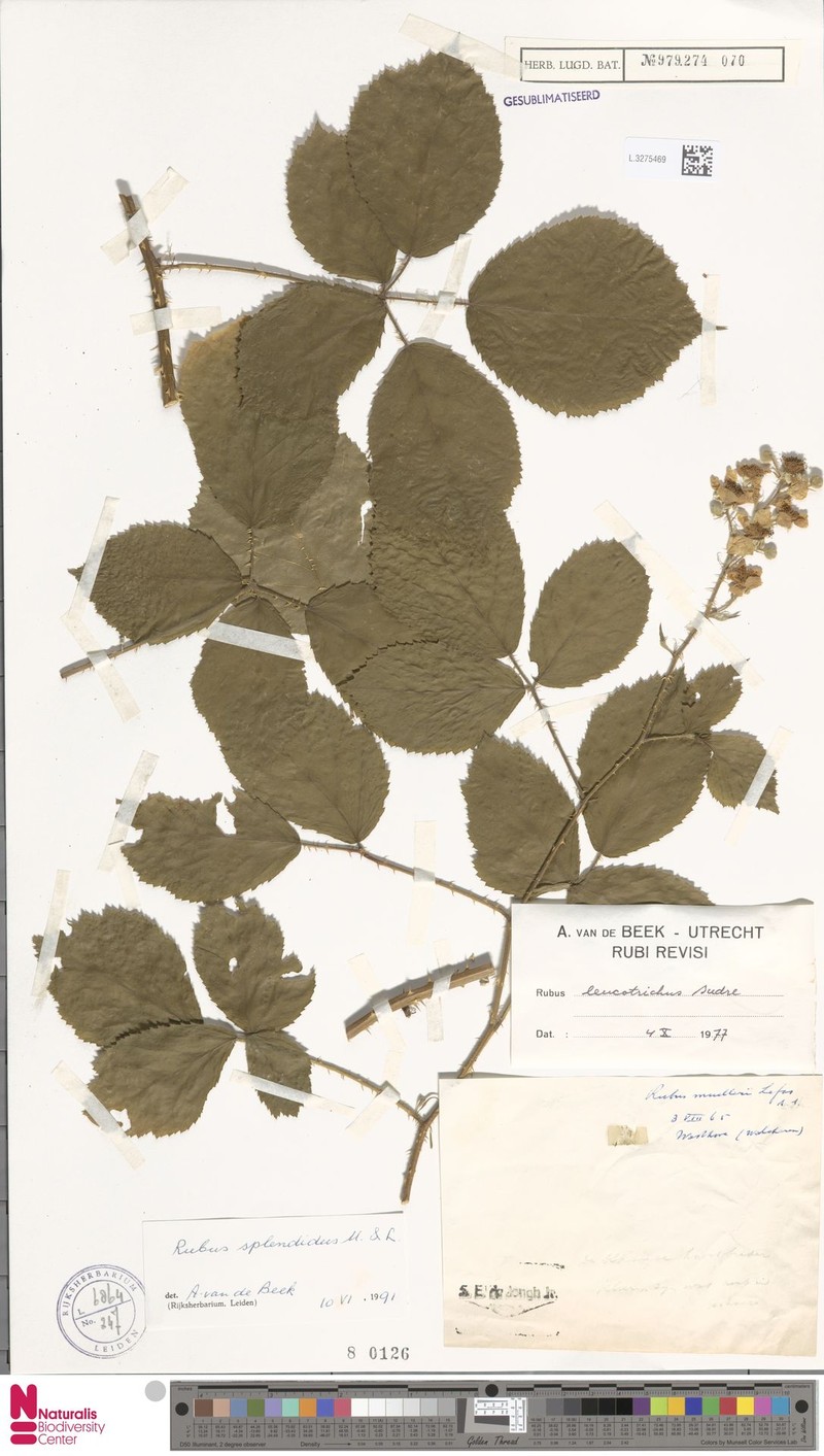 Rubus splendidus photo 8