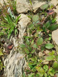 Rubus sprengelii