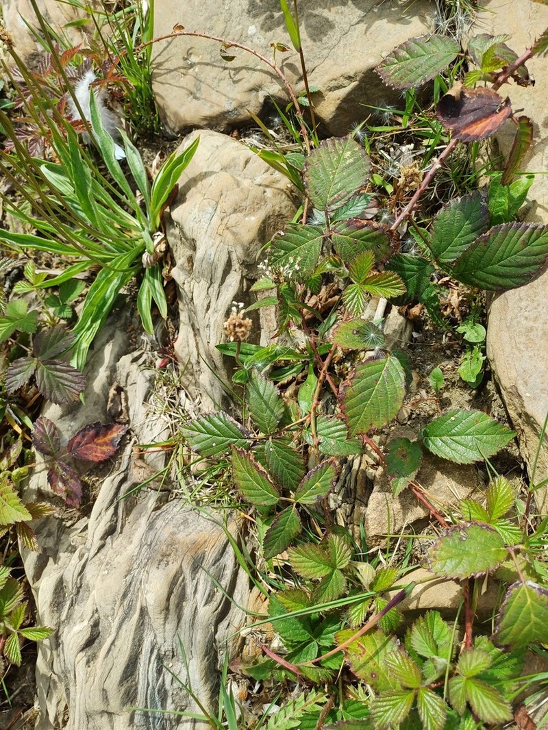 Rubus sprengelii