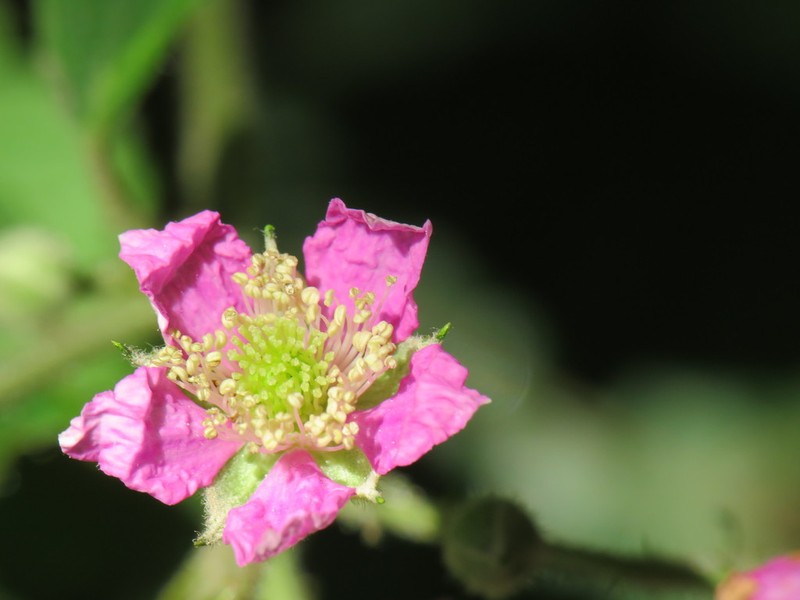 Rubus sprengelii photo 2
