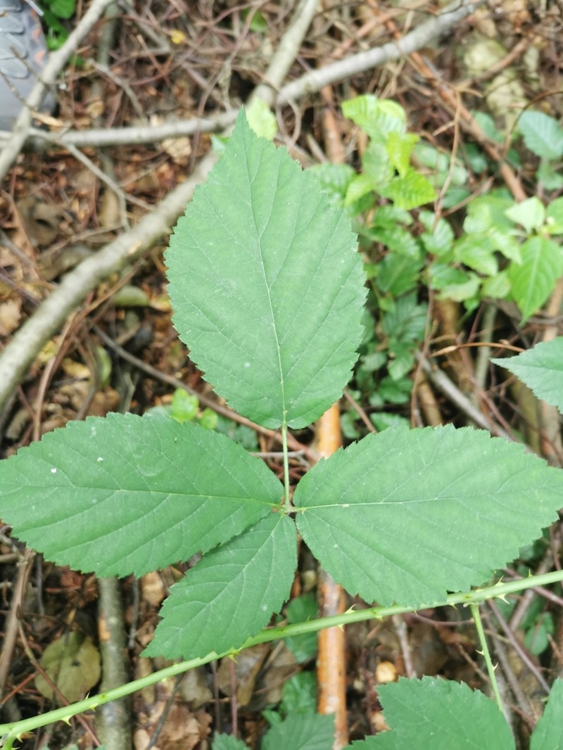 Rubus sprengelii photo 3