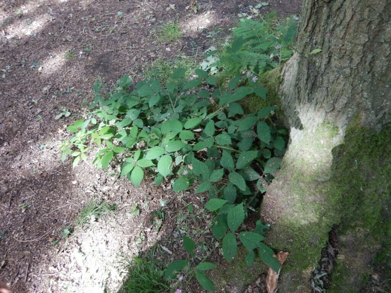 Rubus sprengelii photo 4