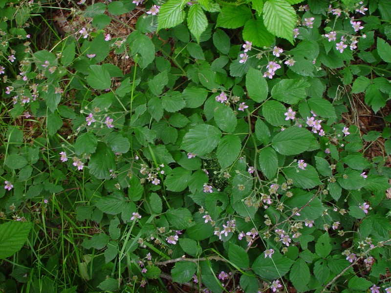 Rubus sprengelii photo 5