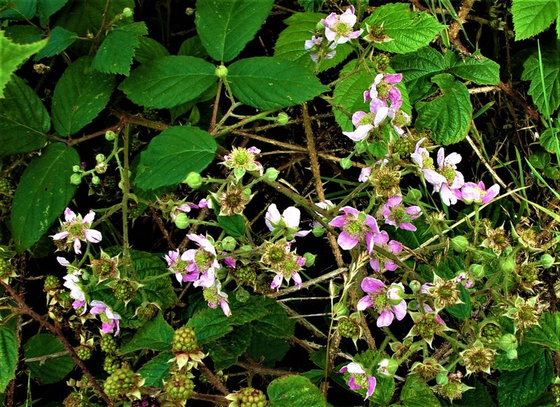 Rubus sprengelii photo 6