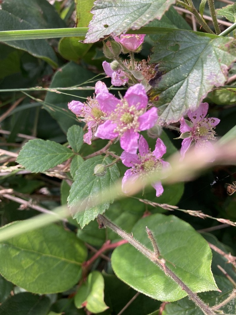 Rubus sprengelii photo 7