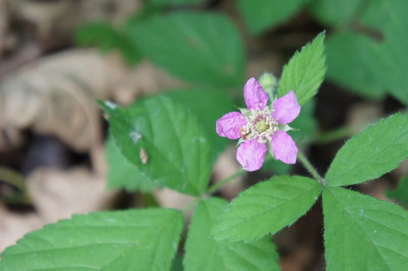 Rubus sprengelii photo 8