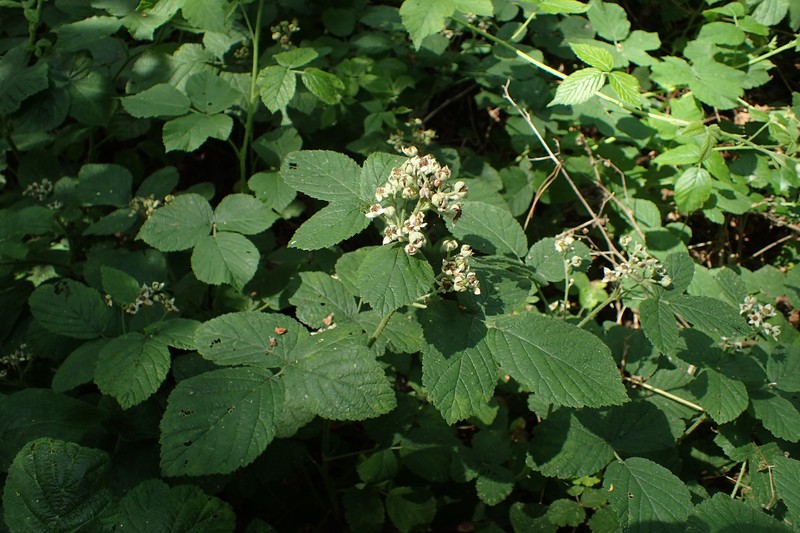 Rubus spribillei