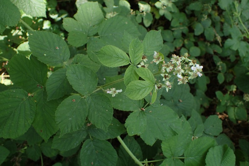 Rubus spribillei photo 2