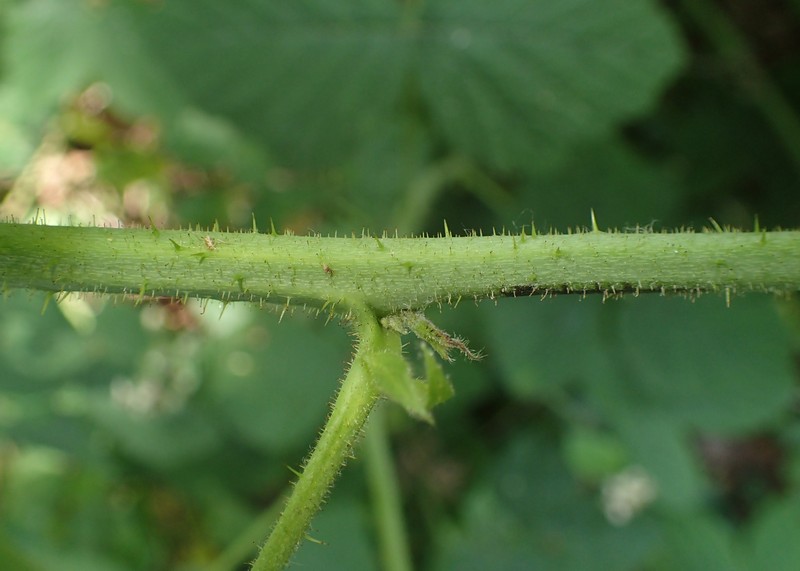 Rubus spribillei photo 3