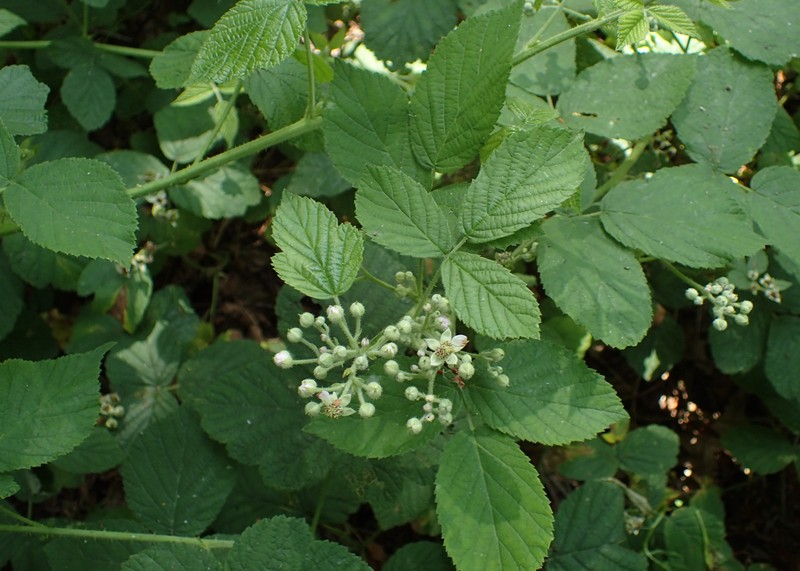 Rubus spribillei photo 5