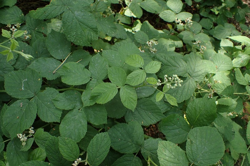 Rubus spribillei photo 6
