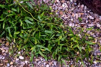 Rubus squarrosus