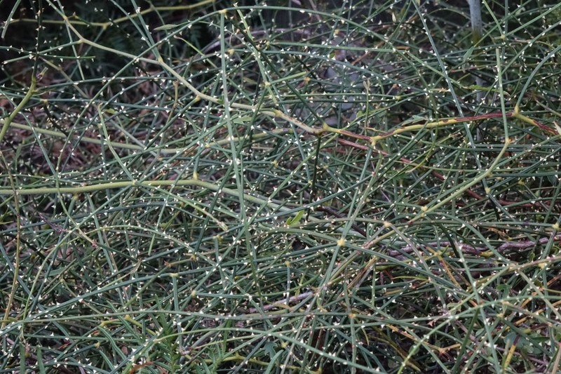Rubus squarrosus photo 3