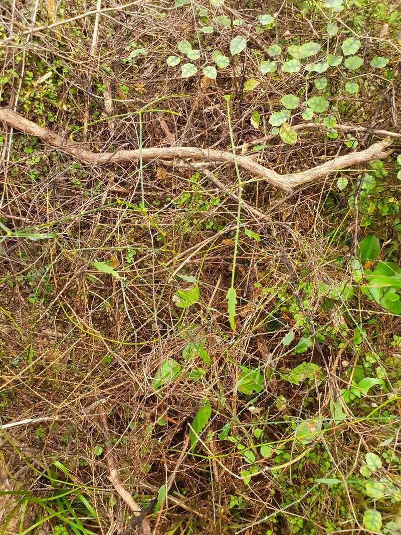 Rubus squarrosus photo 5