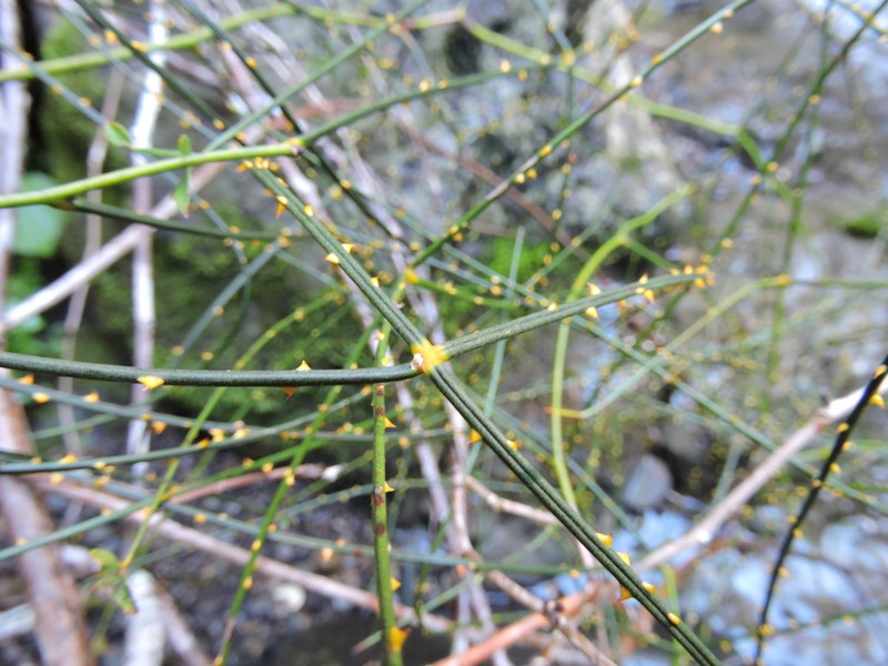 Rubus squarrosus photo 7