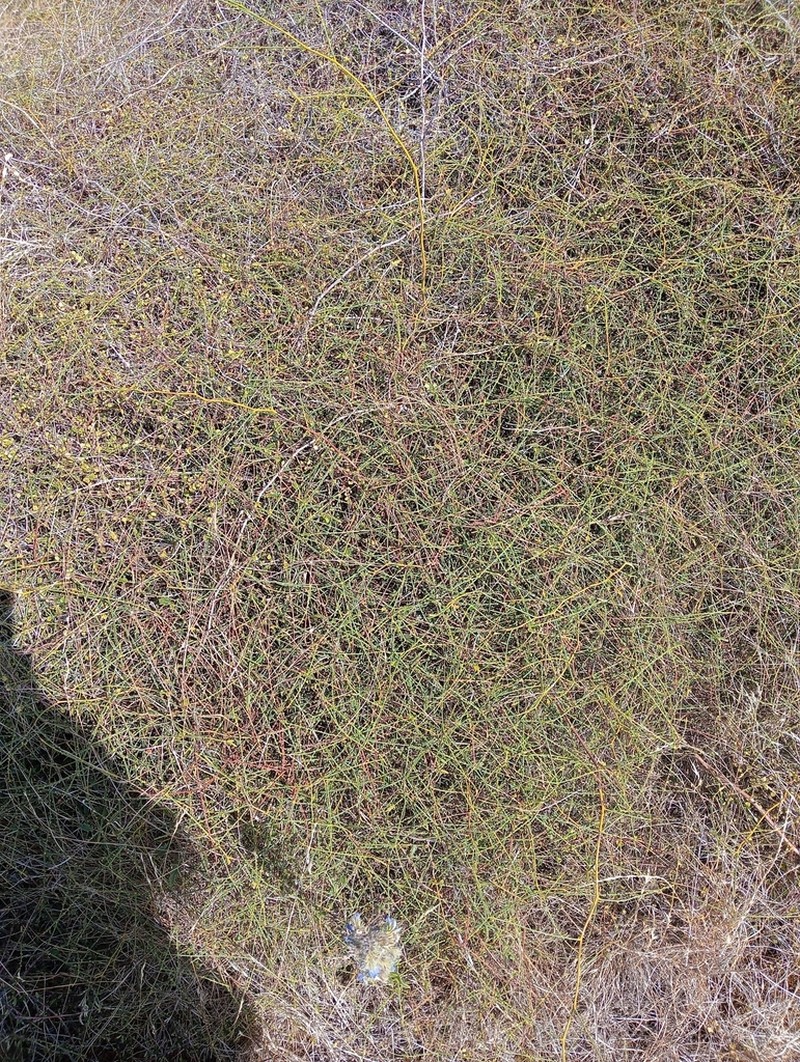 Rubus squarrosus photo 8