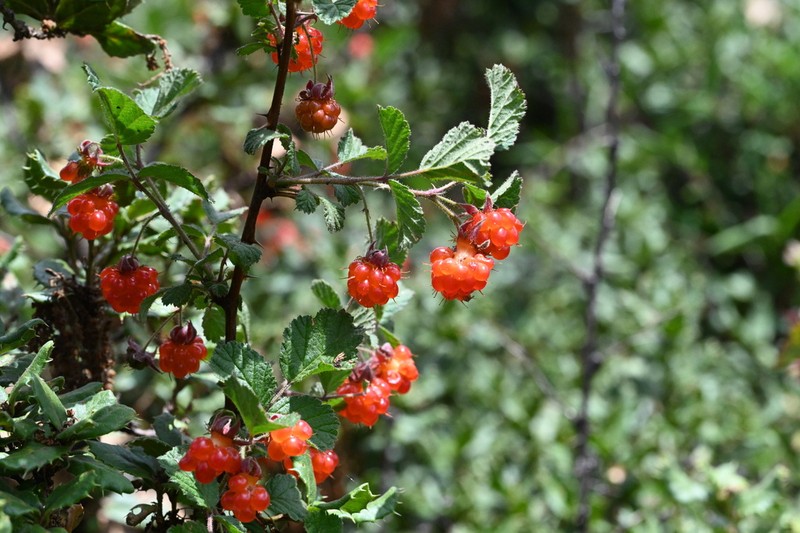 Rubus stans