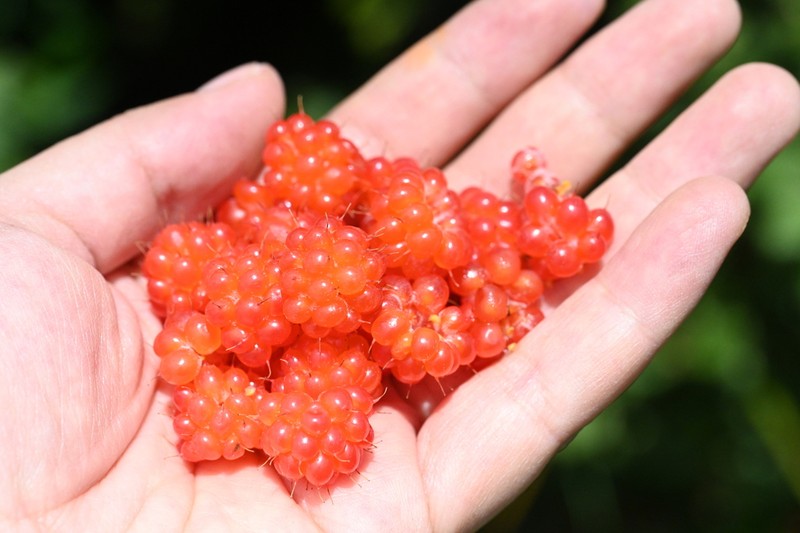 Rubus stans photo 2