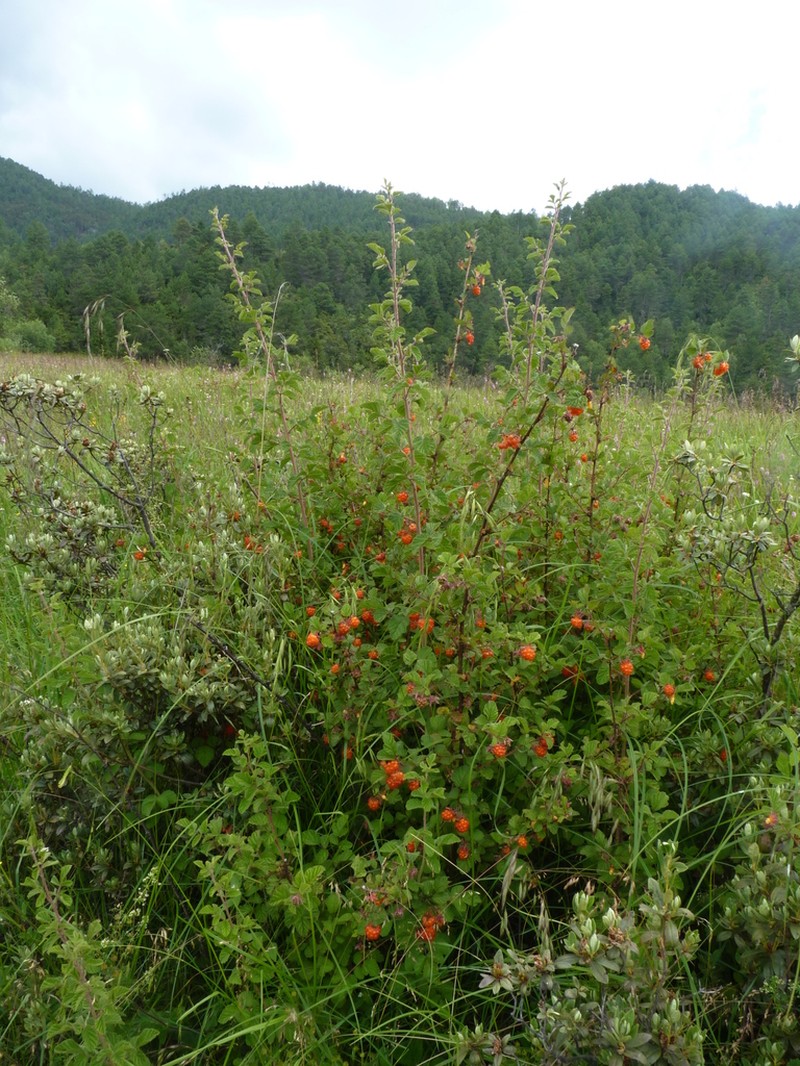Rubus stans photo 3