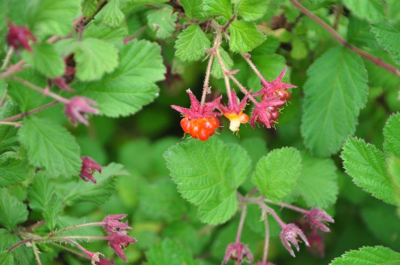 Rubus stans photo 4
