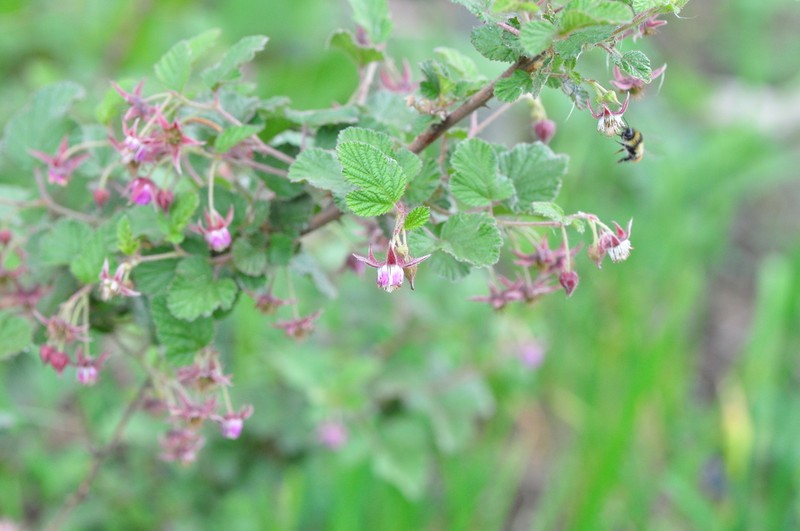 Rubus stans photo 5