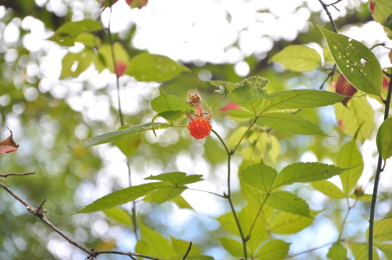 Rubus stans photo 6