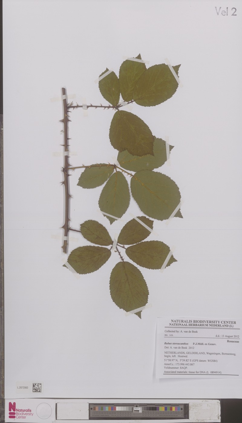 Rubus stereacanthos