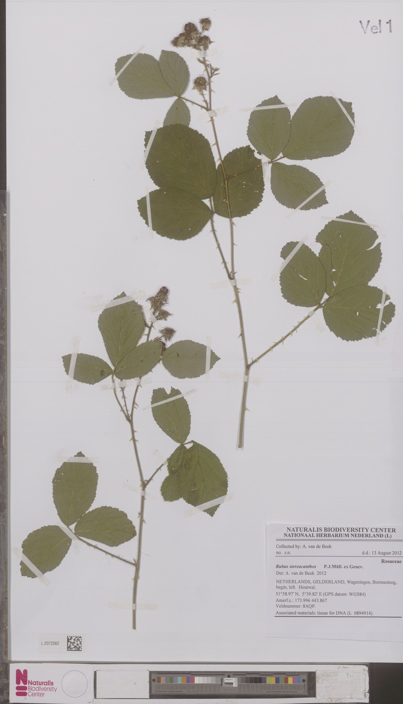 Rubus stereacanthos photo 2