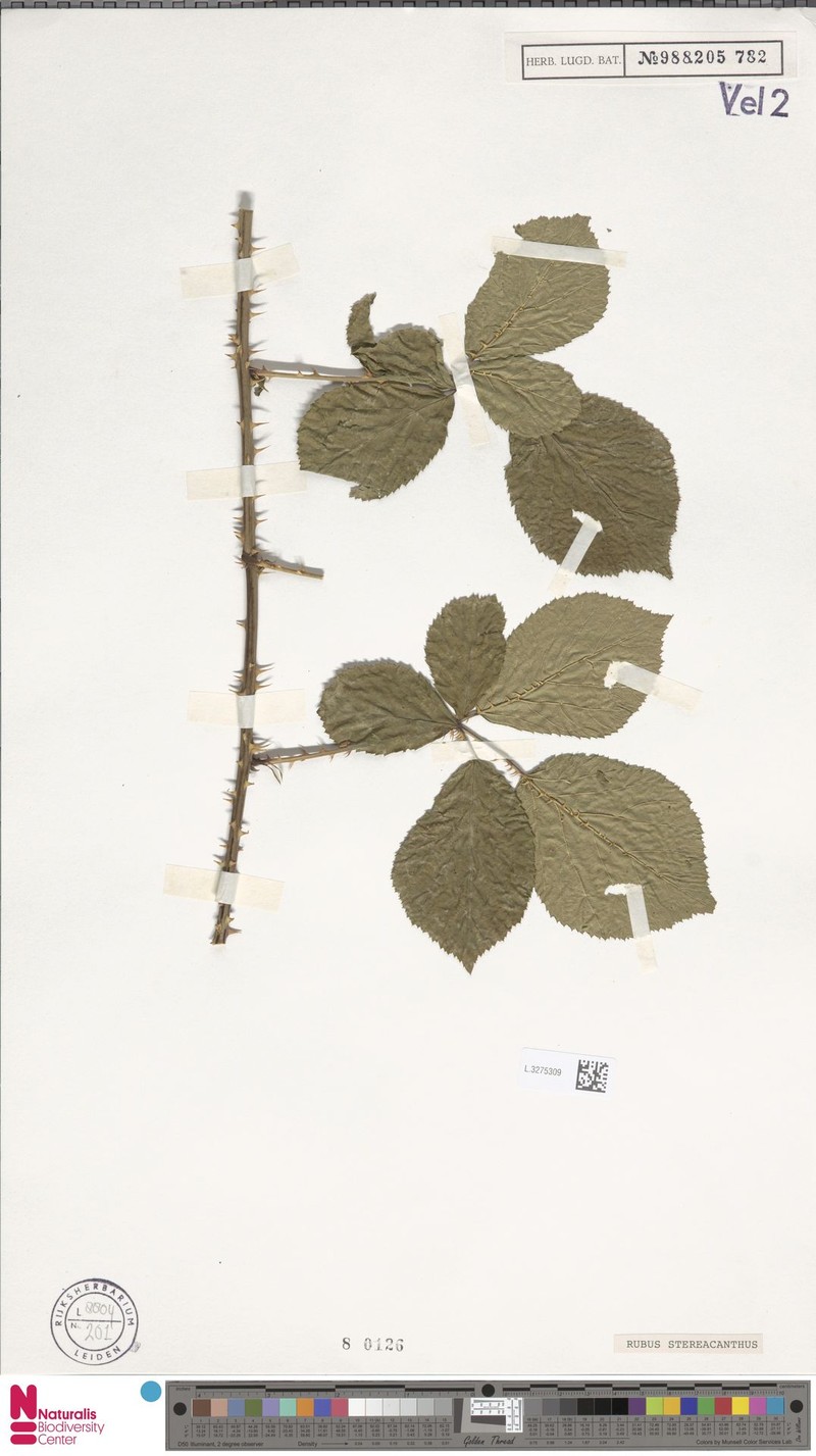 Rubus stereacanthos photo 3