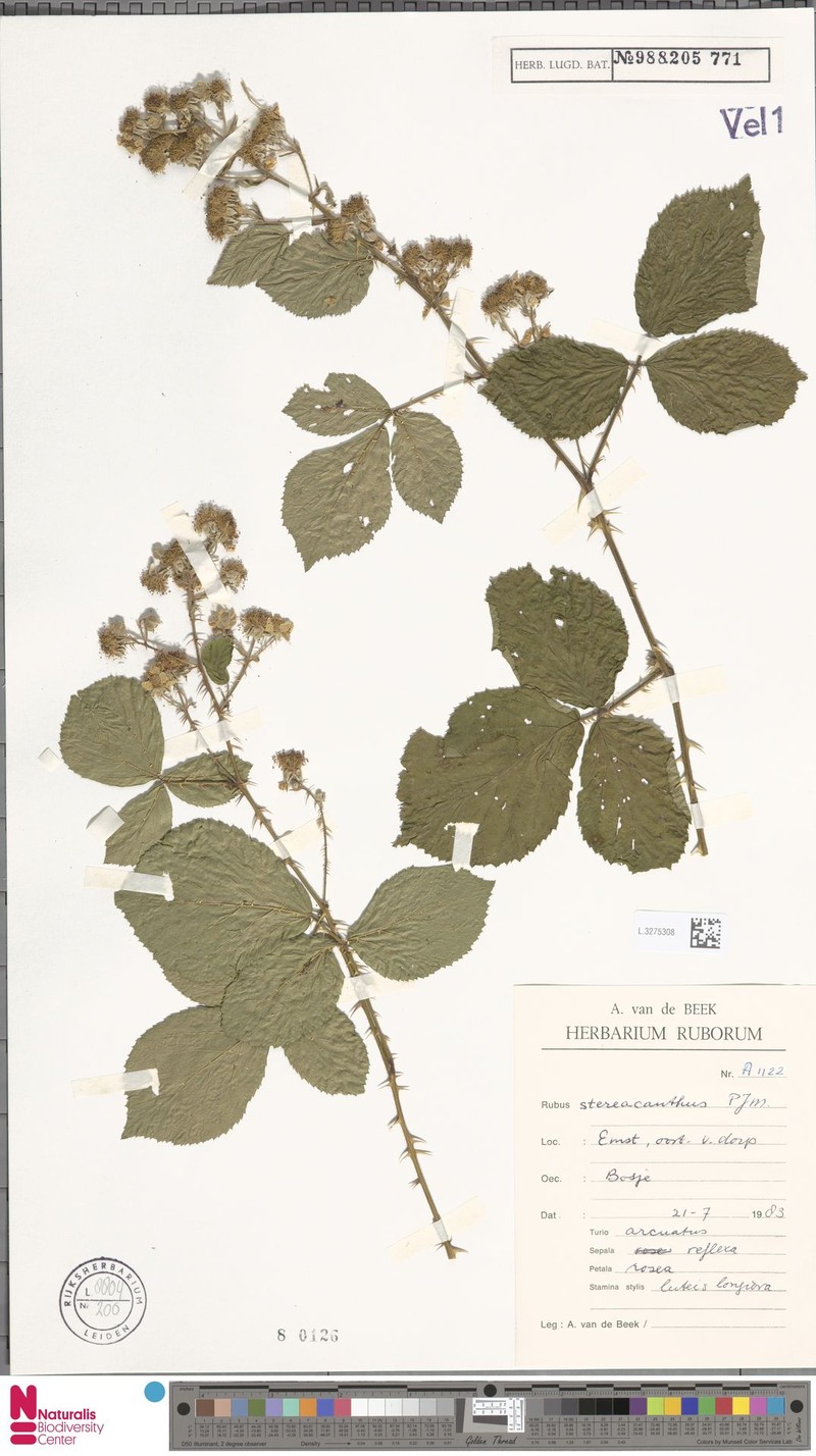 Rubus stereacanthos photo 4