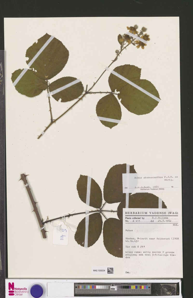 Rubus stereacanthos photo 5