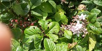 Rubus steudneri