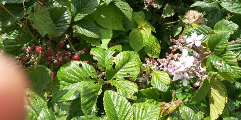 Rubus steudneri