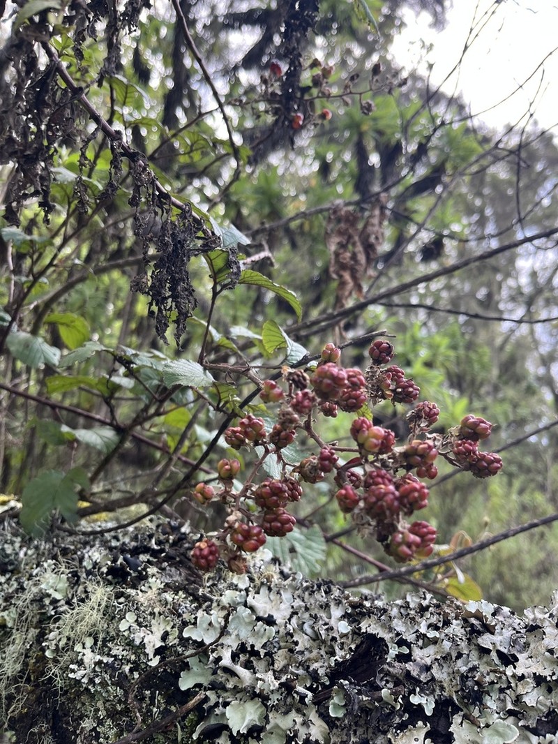 Rubus steudneri photo 2