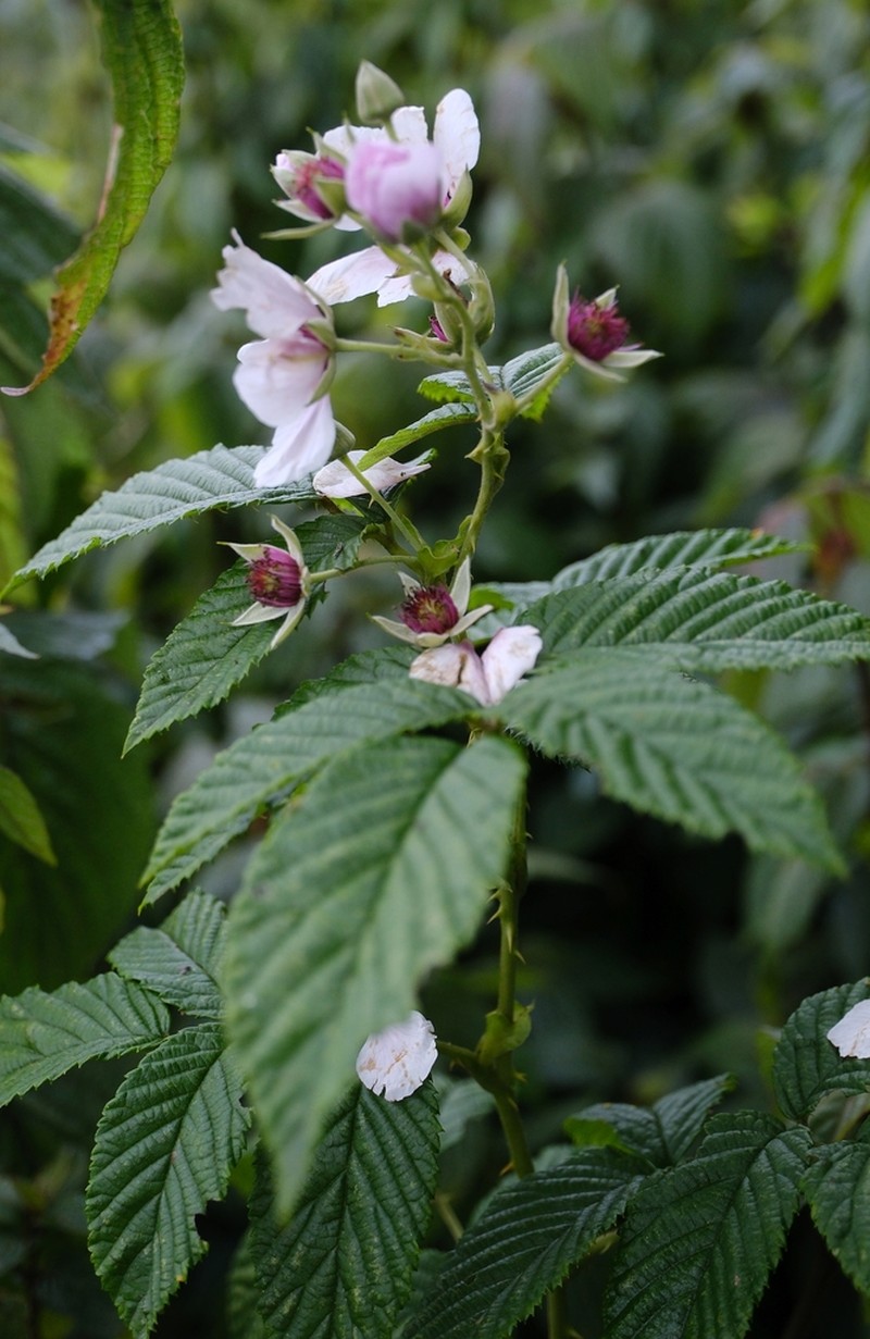 Rubus steudneri photo 3