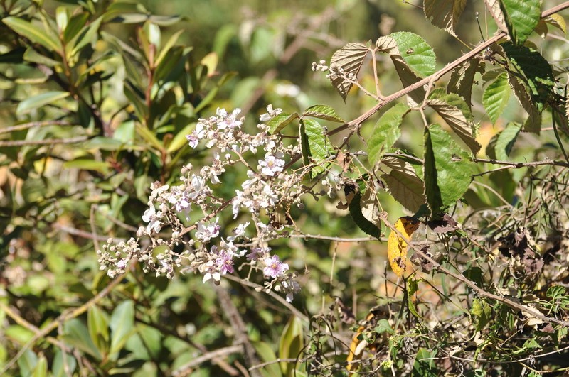 Rubus steudneri photo 4