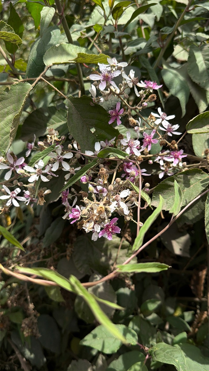 Rubus steudneri photo 5