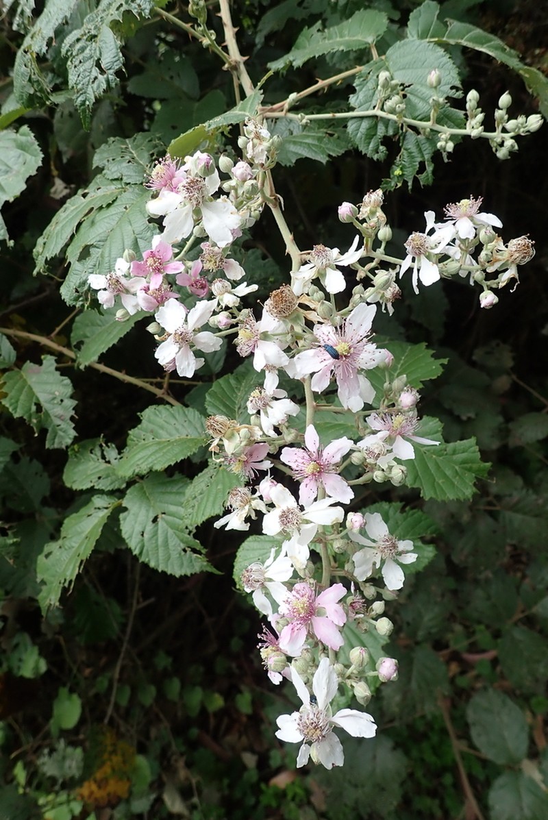 Rubus steudneri photo 6