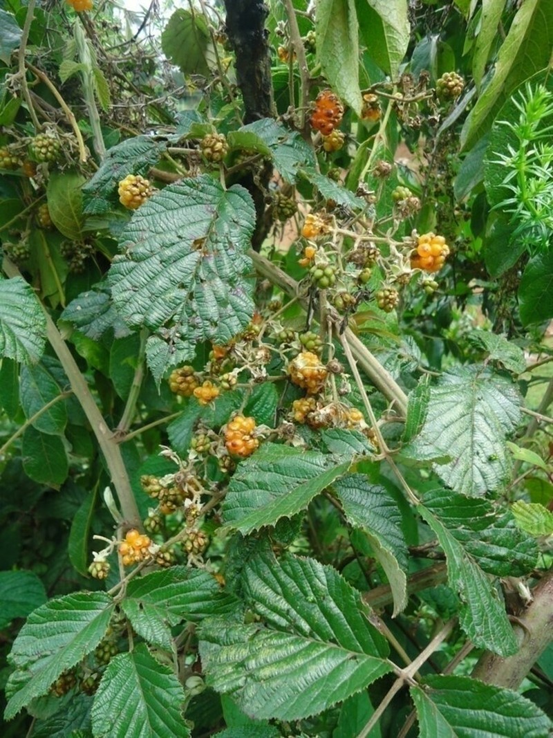 Rubus steudneri photo 7