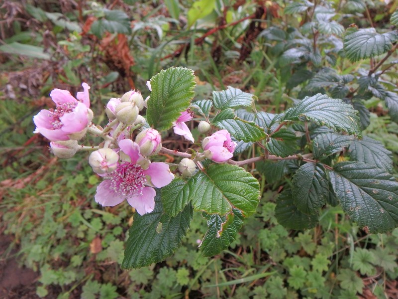 Rubus steudneri photo 8