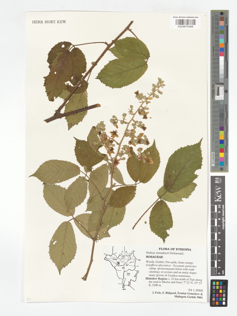 Rubus steudneri var. aberensis