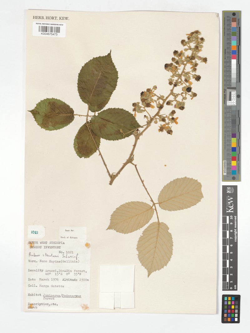 Rubus steudneri var. aberensis photo 2